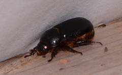 Pentodontini