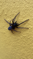 Segestria florentina