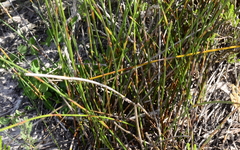Thamnochortus