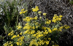 Helichrysum revolutum
