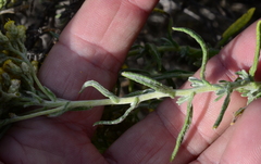 Helichrysum revolutum