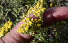 Helichrysum revolutum