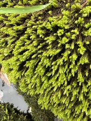 Rhynchostegium riparioides