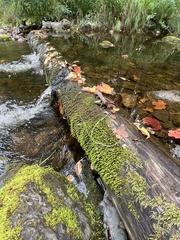 Rhynchostegium riparioides