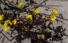 Hemimeris sabulosa