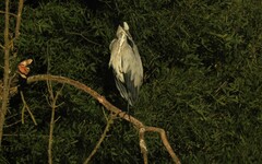 Ardea cinerea cinerea