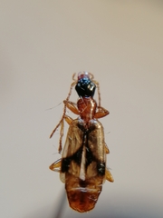 Demetrias imperialis