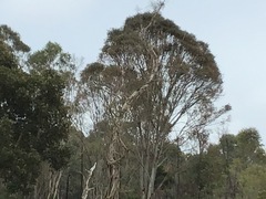 Eucalyptus