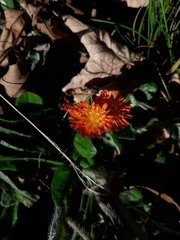 Pilosella aurantiaca