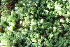 Sphagnum