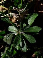 Pilosella aurantiaca