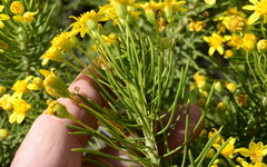 Euryops linifolius