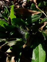 Pilosella aurantiaca