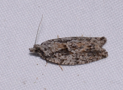 Epinotia