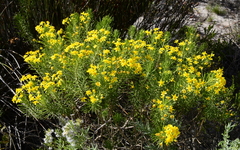Euryops linifolius