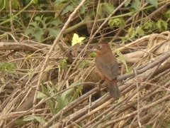 Coryphospingus cucullatus