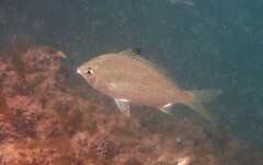 Gerres subfasciatus