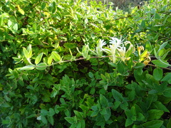 Lonicera