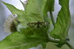 Anania hortulata