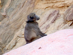 Papio ursinus ursinus