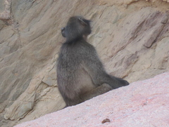 Papio ursinus ursinus