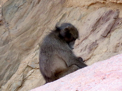 Papio ursinus ursinus