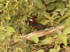 Ramphocelus carbo