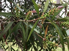 Melaleuca salicina