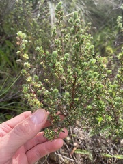 Cliffortia