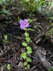 Rhexia petiolata