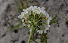 Manulea corymbosa