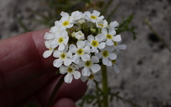 Manulea corymbosa