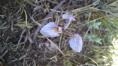 Moraea