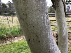 Corymbia citriodora