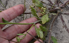 Manulea corymbosa
