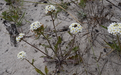 Manulea corymbosa