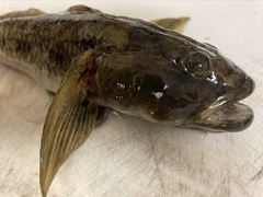 Acanthogobius flavimanus