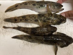 Acanthogobius flavimanus