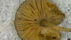 Pluteus podospileus