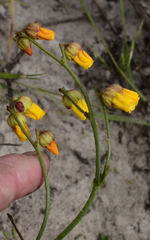Hermannia procumbens