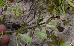 Hermannia procumbens