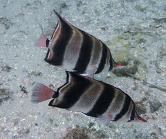 Chelmonops truncatus