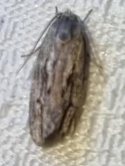 Agriophara confertella