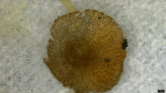 Pluteus podospileus