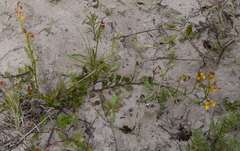 Hermannia procumbens