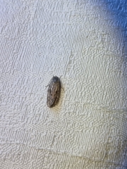 Agriophara confertella