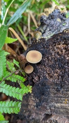 Simocybe