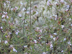 Plumbago europaea