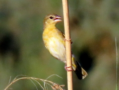 Ploceus velatus caurinus