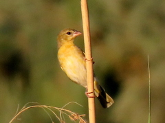 Ploceus velatus caurinus